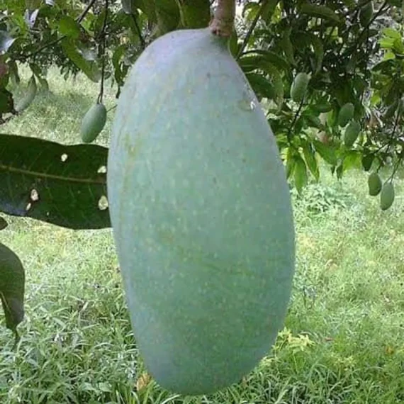 Malda Fazli Mango Aam Grafted Fruit Live Plant