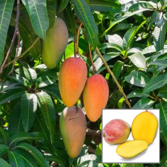 Gulab Khas Mango Organic Fruit Plant