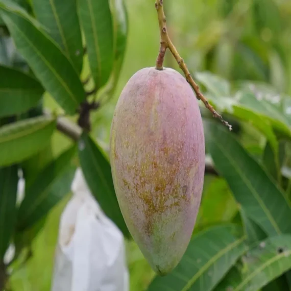 Gulab Khas Mango Organic Fruit Plant