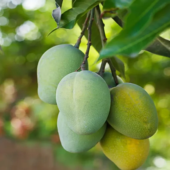 Malgova Mulgoba Mango Aam Grafted Fruit Live Plant