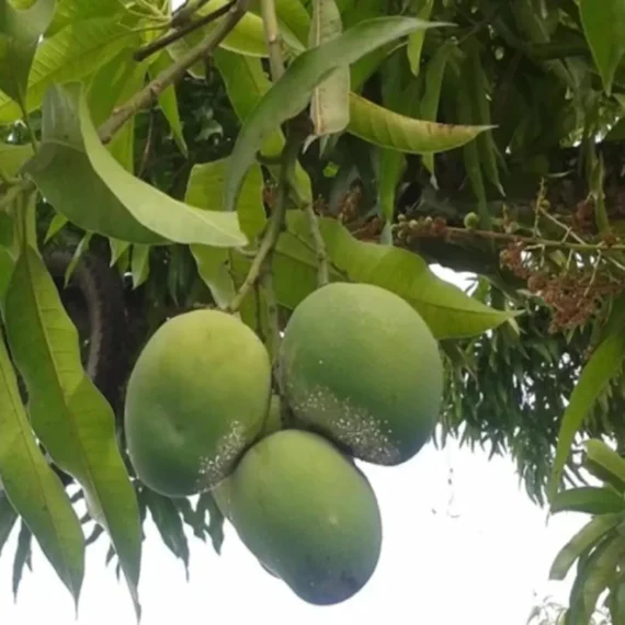 Malgova Mulgoba Mango Aam Grafted Fruit Live Plant