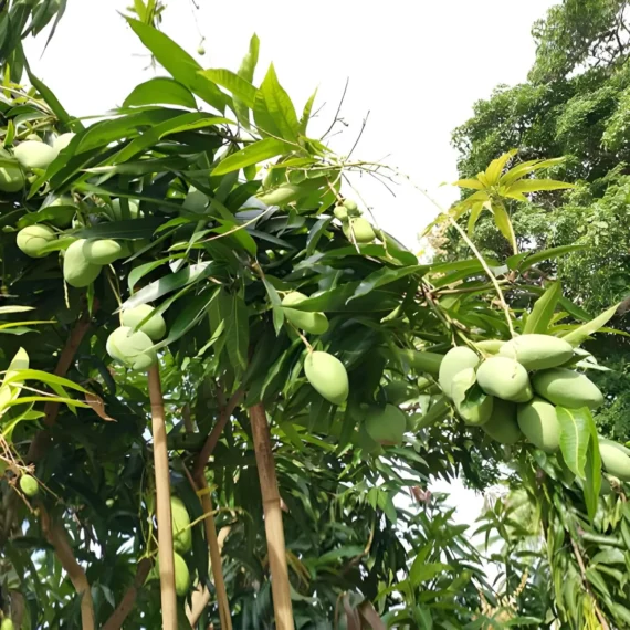 Malgova Mulgoba Mango Aam Grafted Fruit Live Plant