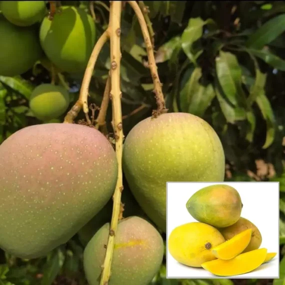 Badami Mango Grafted Organic Fruit Plant