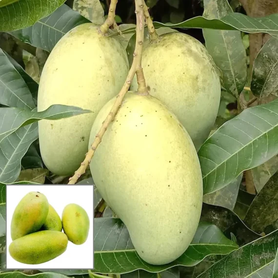 All Time Mango Fruit Organic Fruit Plants