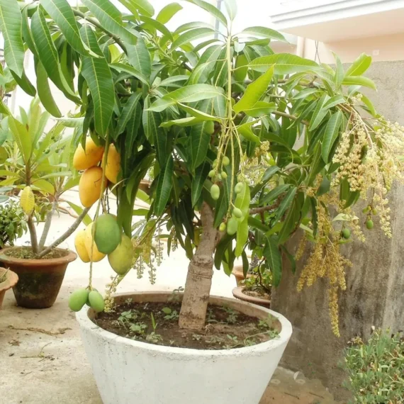 Thai All Time Baramasi Mango Aam Grafted Fruit Live Plant