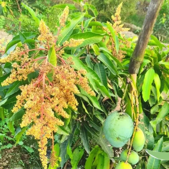 Thai All Time Baramasi Mango Aam Grafted Fruit Live Plant