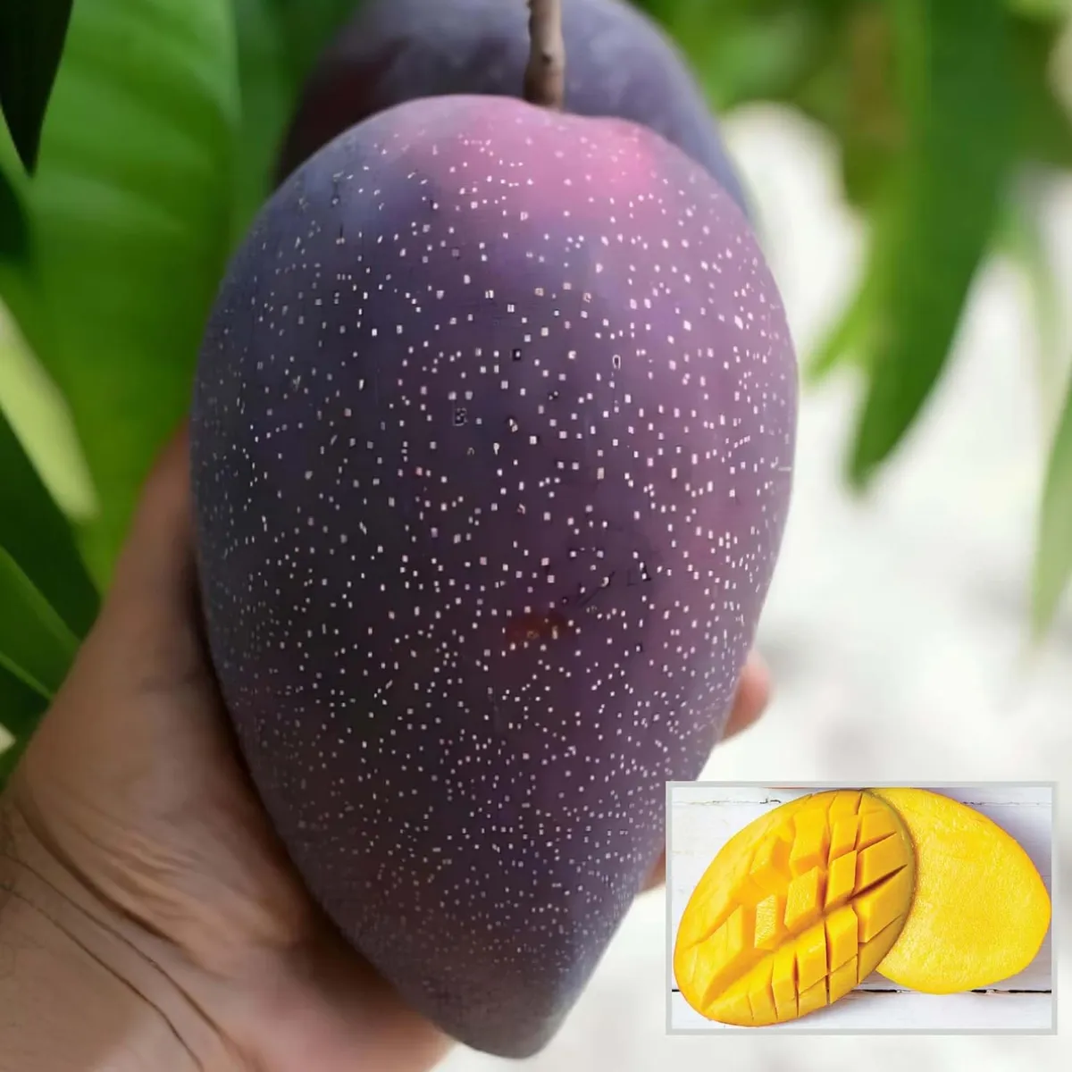 Bn 7 Mango Aam Grafted Fruit Live Plant