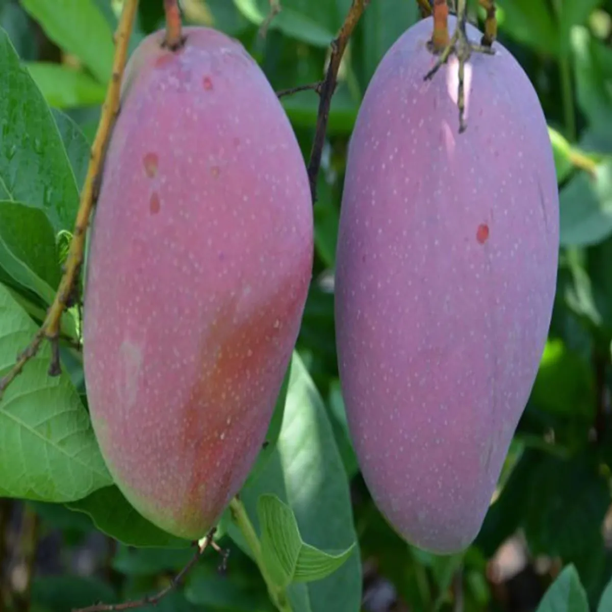 Bn 7 Mango Aam Grafted Fruit Live Plant - Image 2