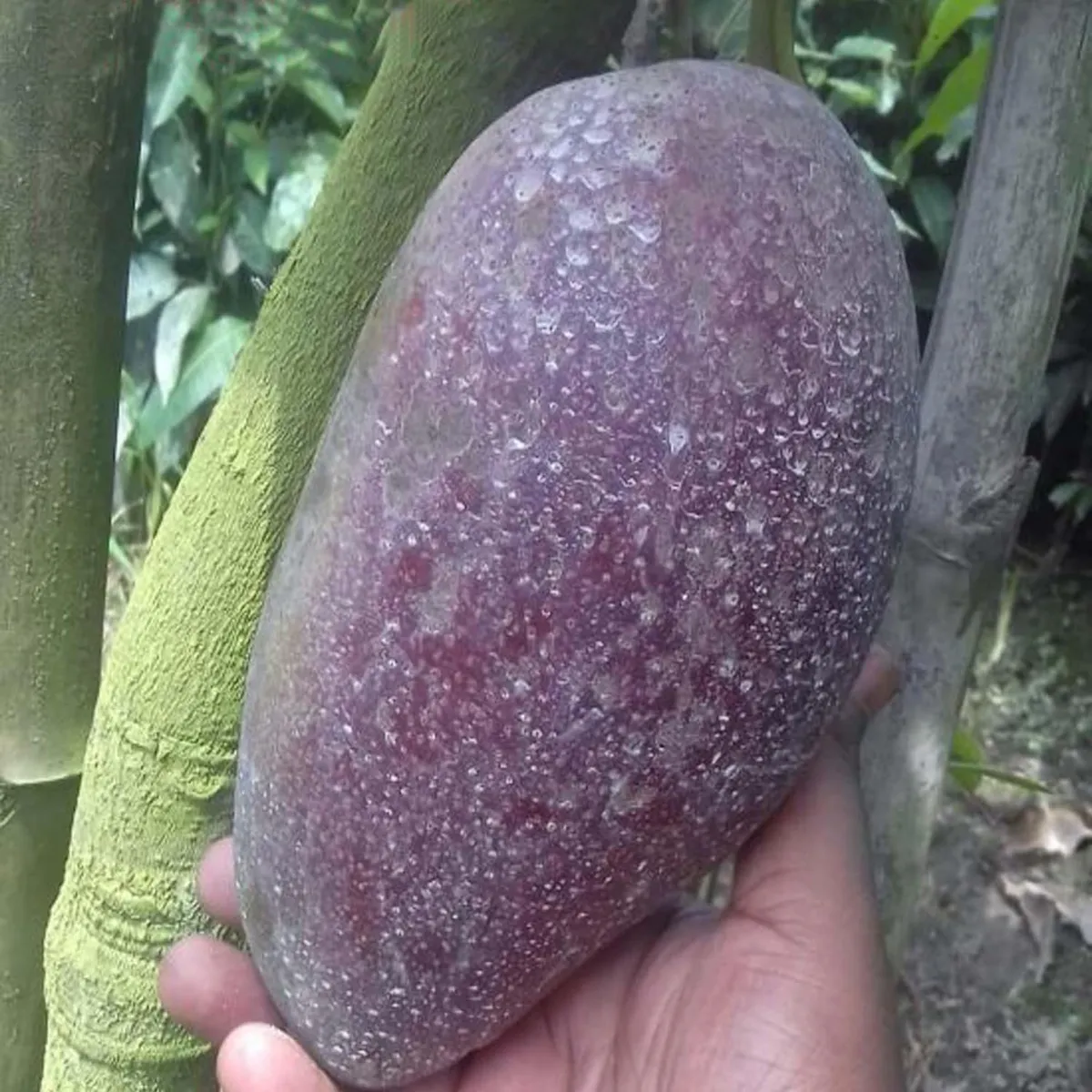 Bn 7 Mango Aam Grafted Fruit Live Plant - Image 3