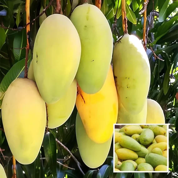 Saranga Mango Aam Grafted Fruit Live Plant