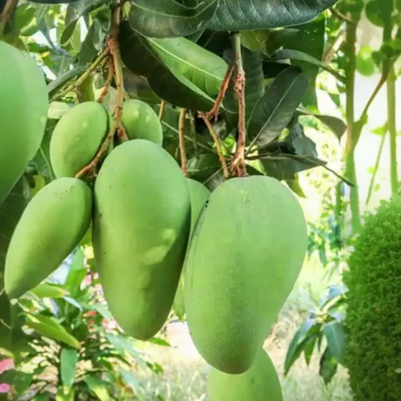 Saranga Mango Aam Grafted Fruit Live Plant