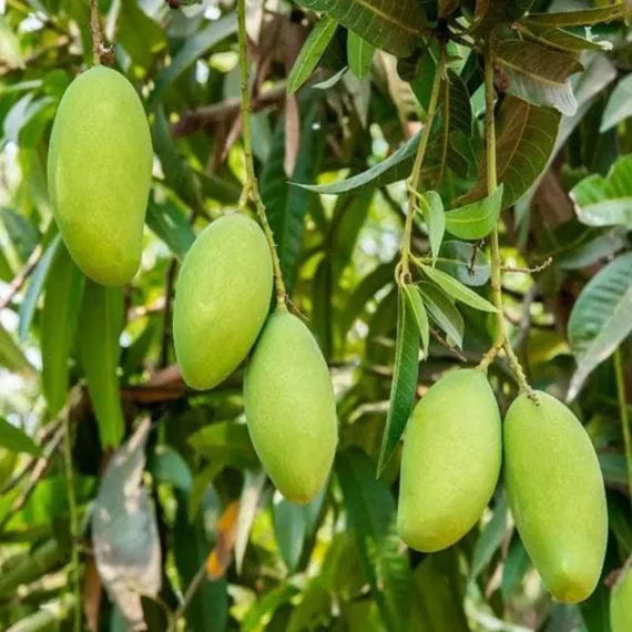 Saranga Mango Aam Grafted Fruit Live Plant