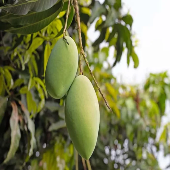 Saranga Mango Aam Grafted Fruit Live Plant