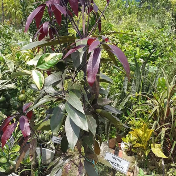 Kasturi Black Mango Grafted