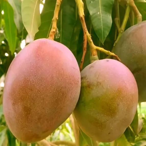 Palmer Mango Organic Fruit Plant