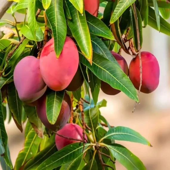 Palmer Mango Organic Fruit Plant