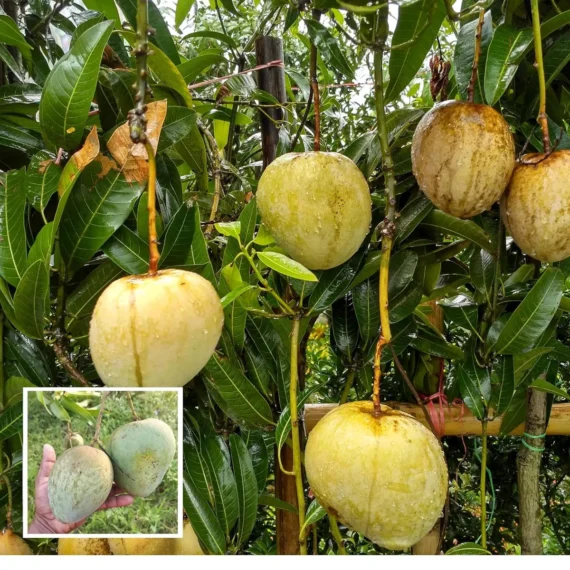 Bangladesh Bari 4 Mango Aam Grafted Fruit Live Plant