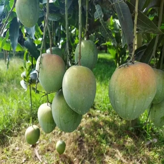 Bangladesh Bari 4 Mango Aam Grafted Fruit Live Plant