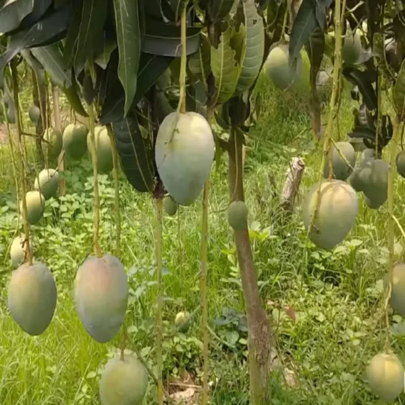 Bangladesh Bari 4 Mango Aam Grafted Fruit Live Plant