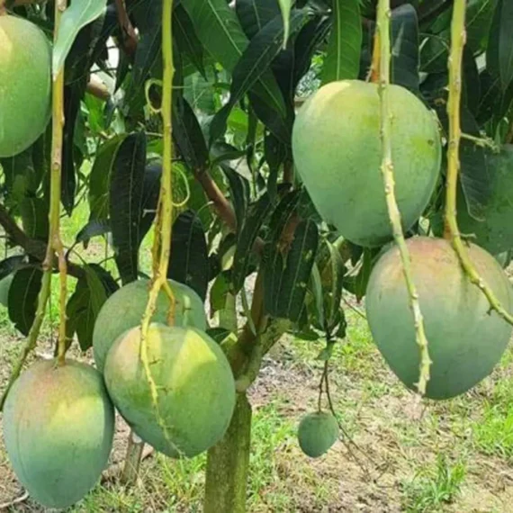 Bangladesh Bari 4 Mango Aam Grafted Fruit Live Plant