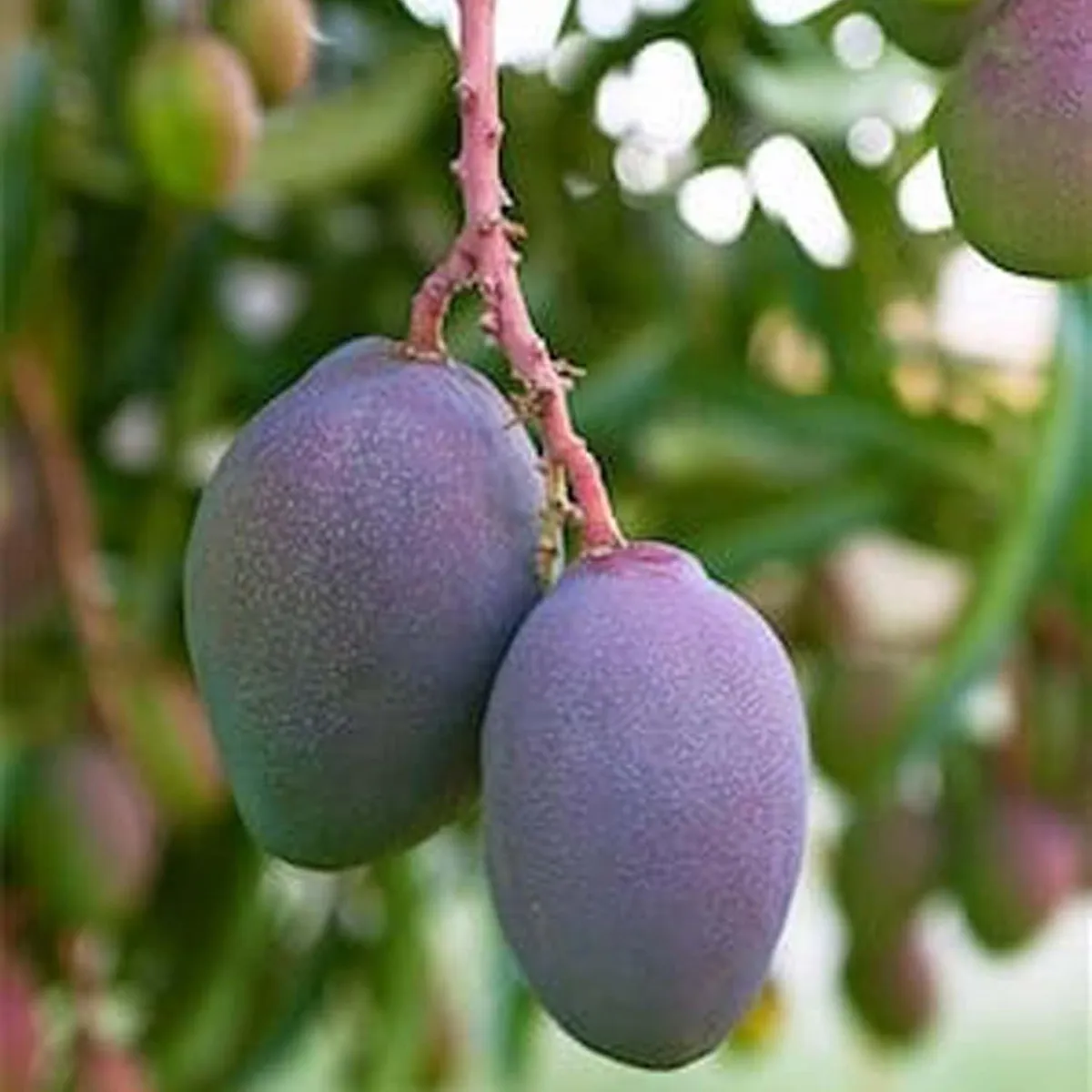 Blue Mango Aam Grafted Fruit Live Plant - Image 3