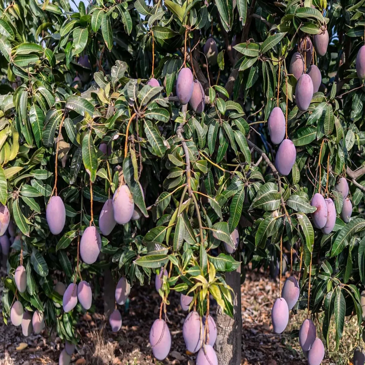 Blue Mango Aam Grafted Fruit Live Plant - Image 4