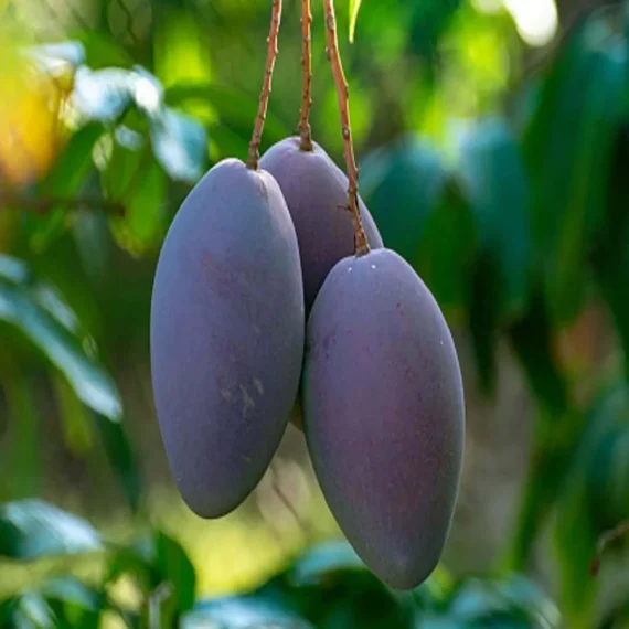 Purple Mango Grafted Live Plant