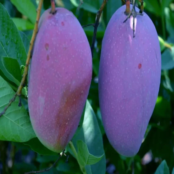 Purple Mango Grafted Live Plant