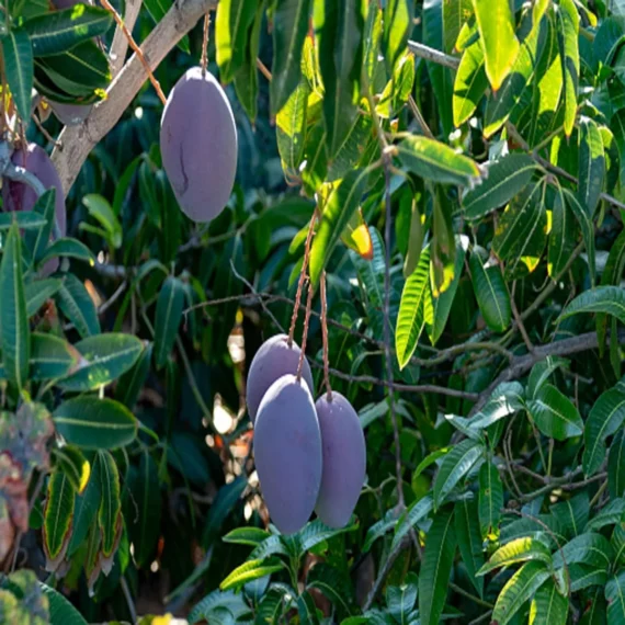 Purple Mango Grafted Live Plant