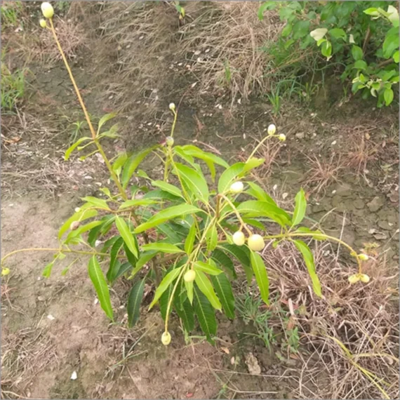 Himsagar Mango Grafted Organic Fruit Plant