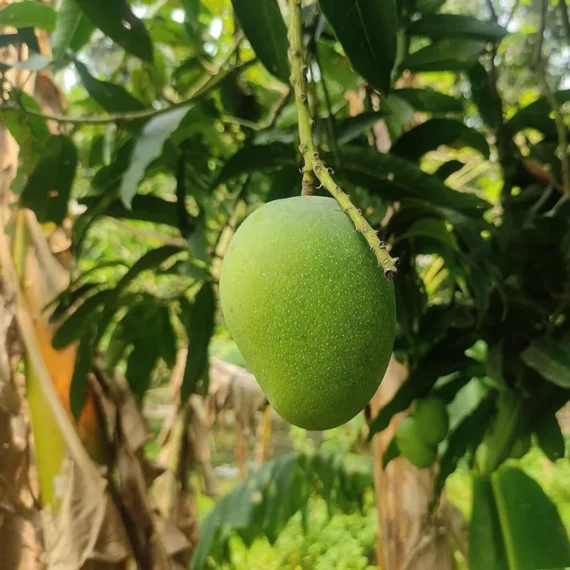 Dudh Pedo Mango Grafted Organic Fruit Plant