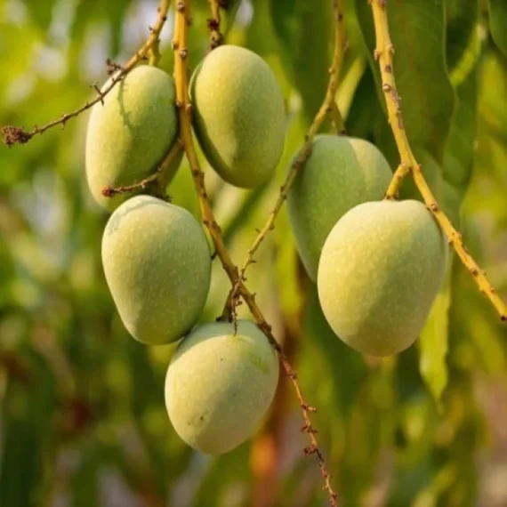 Himsagar Mango Grafted Organic Fruit Plant