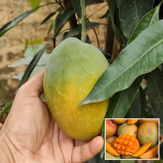 Pusa Surya Mango Aam Grafted Fruit Live Plant