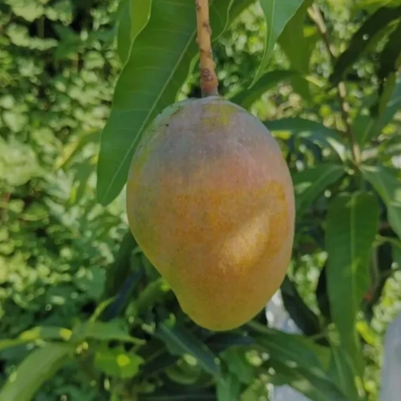 Pusa Surya Mango Aam Grafted Fruit Live Plant