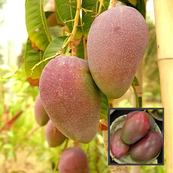 Osteen Mango Aam Grafted Fruit Live Plant