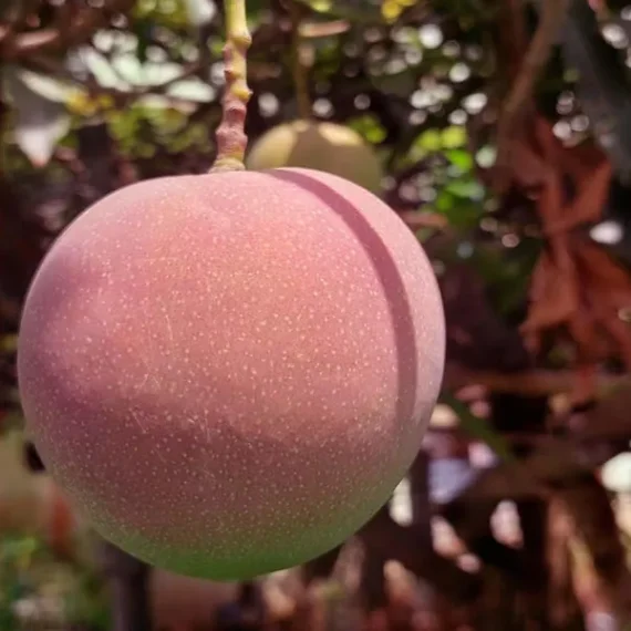 Apple Mango Aam Grafted Fruit Live Plant