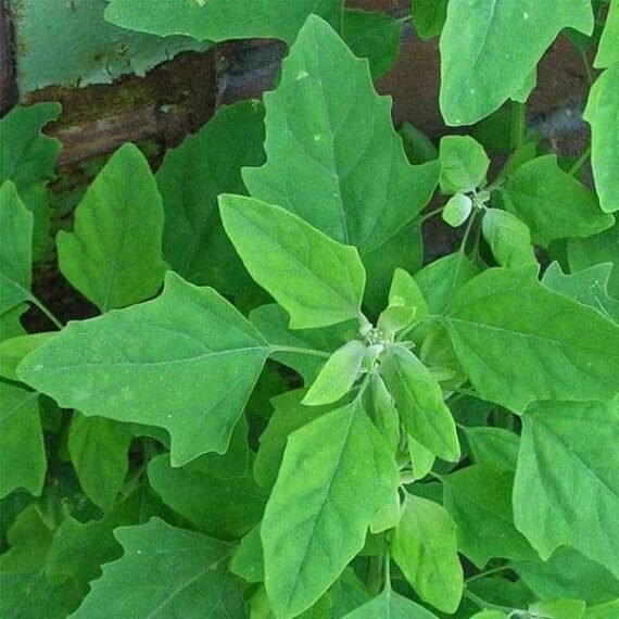 Bathuya, Bathua - Desi Vegetable Seeds