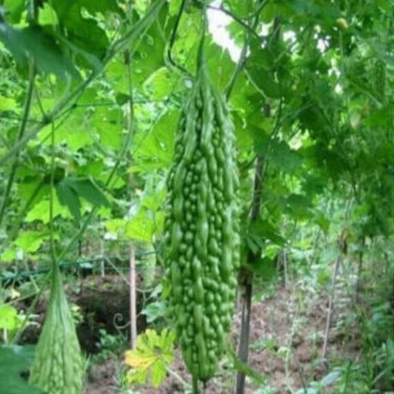 Bitter Gourd Faizabadi - Desi Vegetable Seeds