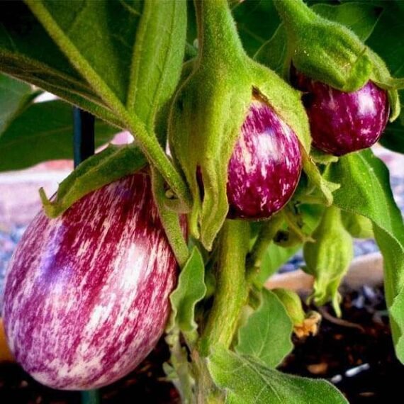 Brinjal-Purple-Round_Seeds