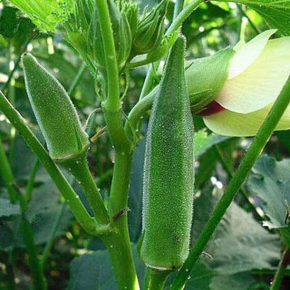 Okra Arka Anamika - Desi Vegetable Seeds