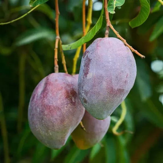 Pusa Arunika Mango Aam Grafted Fruit Live Plant