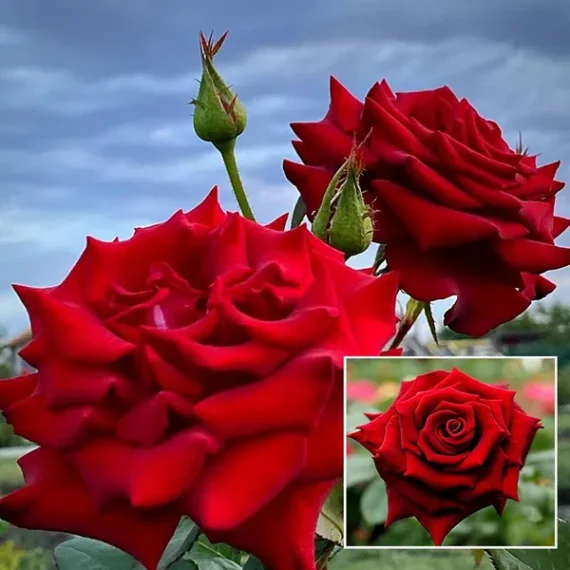 RED KING OF Rose Fragrant Flower Live Plant 1-2 Feet Height)