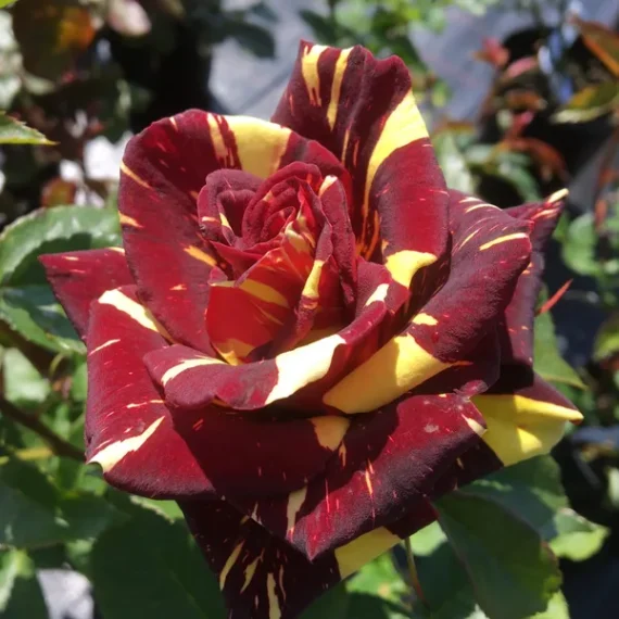 Rare Abrakadabra Rose Plant