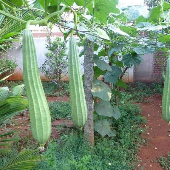 Ridge Gourd Jaipur Long - Desi Vegetable Seeds