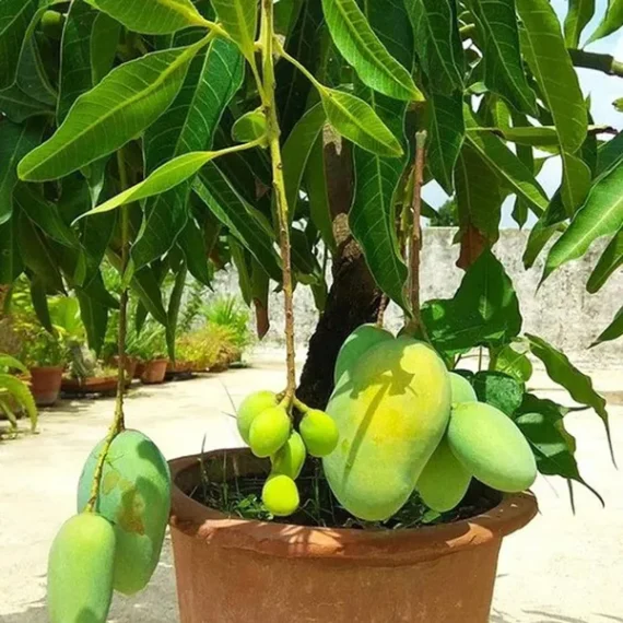 Thai All Time Baramasi Mango Aam Grafted Fruit Live Plant