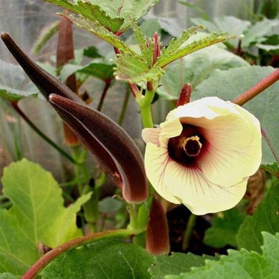 Okra Red Burgundy - Vegetable Seeds