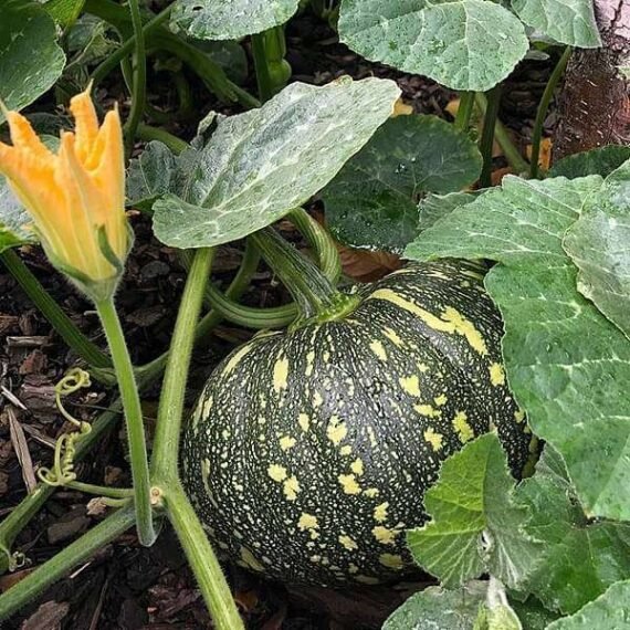 Pumpkin F1 Hybrid Bheema - Vegetable Seeds