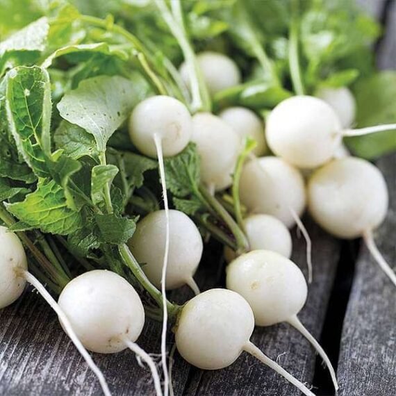 Radish White Round - Organic Vegetable Seeds