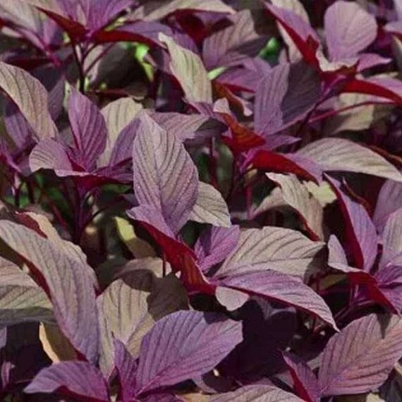 Red Amaranth, Red Cholai - Vegetable Seeds