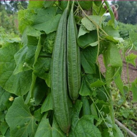 Ridge Gourd F1 Hybrid - Vegetable Seeds